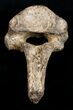Woolly Rhinoceros Vertebra Bone - Late Pleistocene #3447-2